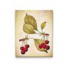 Diamond Painting - Vintage Cherries