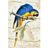 Diamond Painting - Vintage Parrot