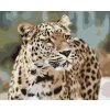 Paint by Number - Leopard in Nature