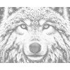 M11_Dotting_Points_-_Snowy_wolf