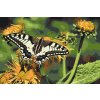 Paint by Number - Butterfly on a Dandelion
