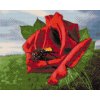 Diamond Painting - Bee on the Rose