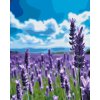 M11_Painting_by_Numbers_-_Lavender_in_the_field
