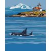 Paint by Number - Orcas