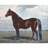 Diamond Painting - Majestic Horse
