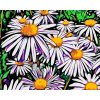 Paint by Number - Daisies
