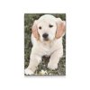 Diamond Painting - Labrador Puppy