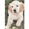 Diamond Painting - Labrador Puppy