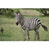 Diamond Painting - Zebra in the Wild