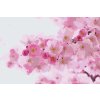 Paint by Number - Flowering Cherry