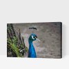 Paint by Number - Majestic Peacock