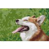 Paint by Number - Corgi