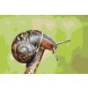 Paint by Number - Snail