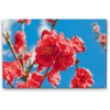 Diamond Painting - Peach Blossom