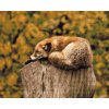 Diamond Painting - Fox Resting on a Tree Trunk