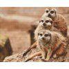 Diamond Painting - Safari Meerkats