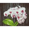 Diamond Painting - White Orchid