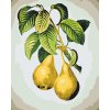 Paint by Number - Ripe Pears