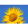 Diamond Painting - Blue Sky and Sunflower