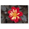 Diamond Painting - Red Flower