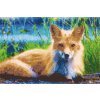 Diamond Painting - Fox