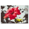 Diamond Painting - Red Flower in a Gray Background