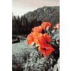 Diamond Painting - Poppy in the Mountains
