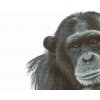 Diamond Painting - Chimpanzee