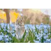 Paint by Number - Squirrel in the Garden