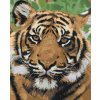 Paint by Number - Tiger Head 2