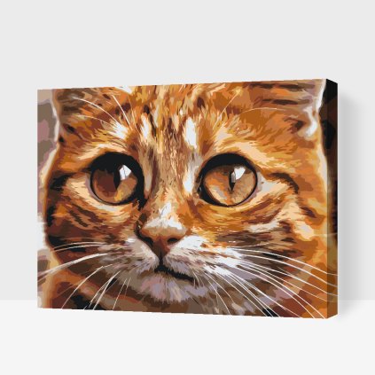 Paint by Number - Cat Eyes 2