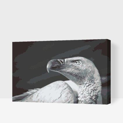 Paint by Number - Vulturebird