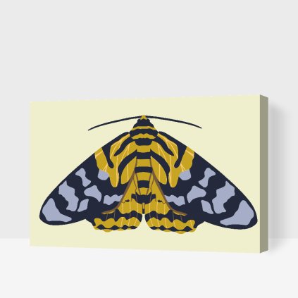 Paint by Number - Colourful Moth