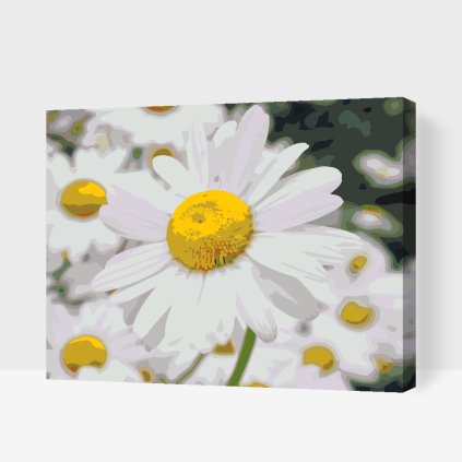 Paint by Number - Daisies 