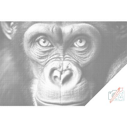 Tečkování - Šimpanz zblízka