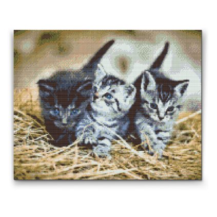 Diamond Painting - Kittens