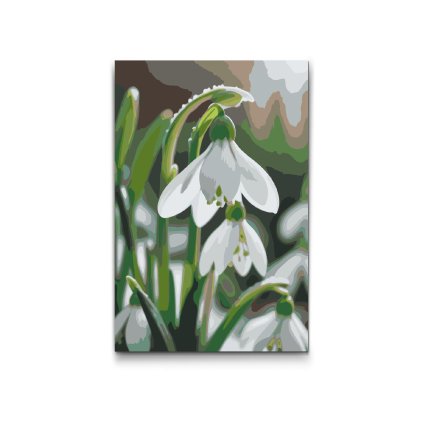 M2_Painting_by_Numbers_-_Snowdrop_flower