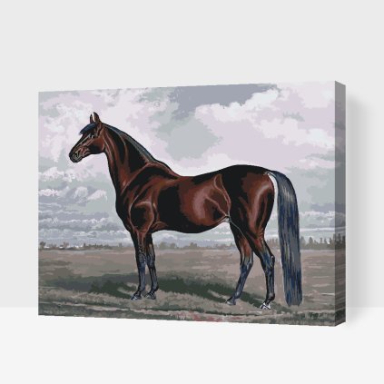 Paint by Number - Majestic Horse