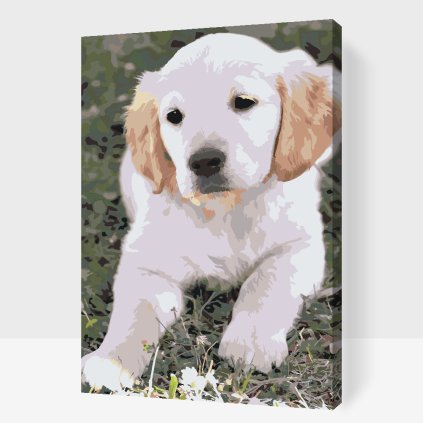 Paint by Number - Labrador Puppy