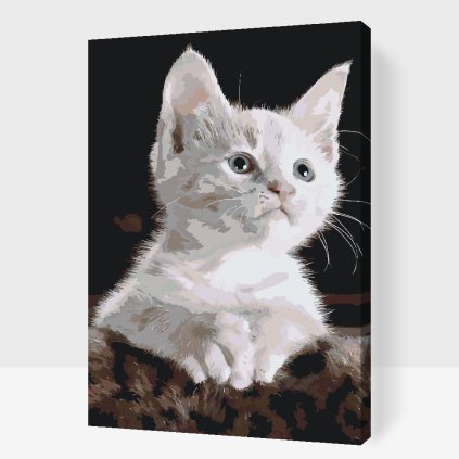 Paint by Number - White Cat