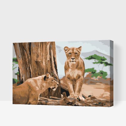 Paint by Number - Lioness