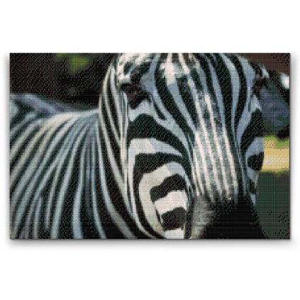 Diamond Painting - Focused on the Zebra