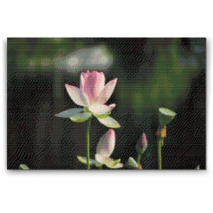 Diamond Painting - Lotus Flower