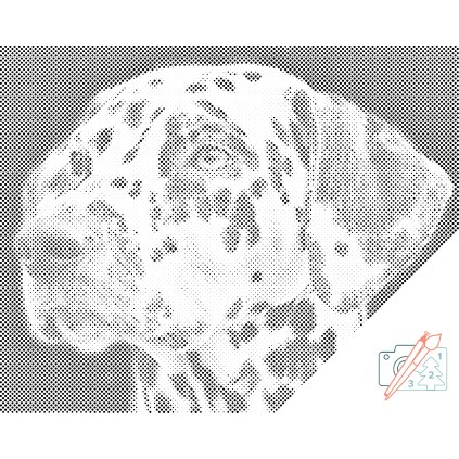 Dotting points - Dalmatin