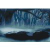 Paint by Number - Fog in the Forest