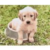 Paint by Number - Labrador in Bowl