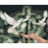 Paint by Number - Doves of Peace