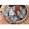Paint by Number - Cats in Basket