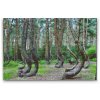 Diamond Painting - Crooked Forest in Poland