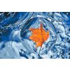 Paint by Number - Leaf in the Drop